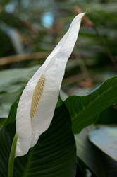 Spathiphyllum cochlearispathum
