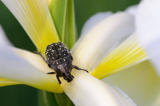 Flower hugger