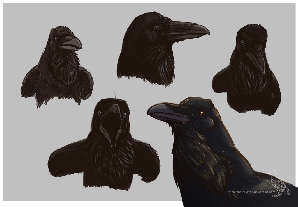 raven head studies by NorthernRaven on DeviantArt