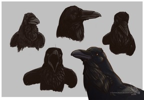 raven head studies