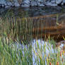 Stream