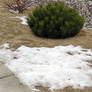 Snow vs. Evergreen