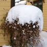 Snow Topping