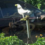 Lawn Ornament