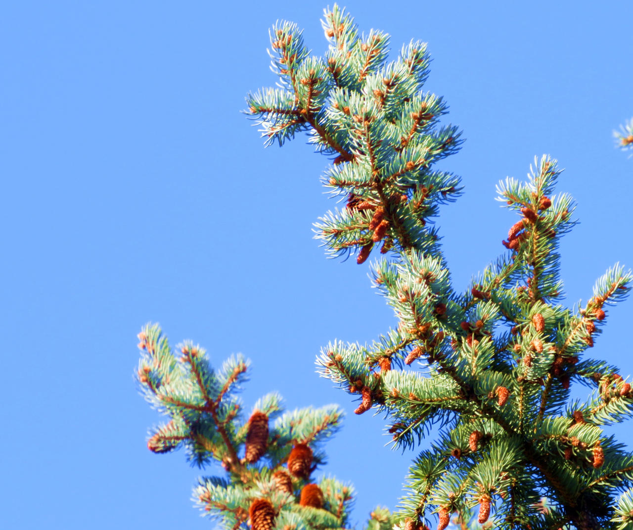 Tree Ents Deviantart Tree by whatevercomestruer on DeviantArt