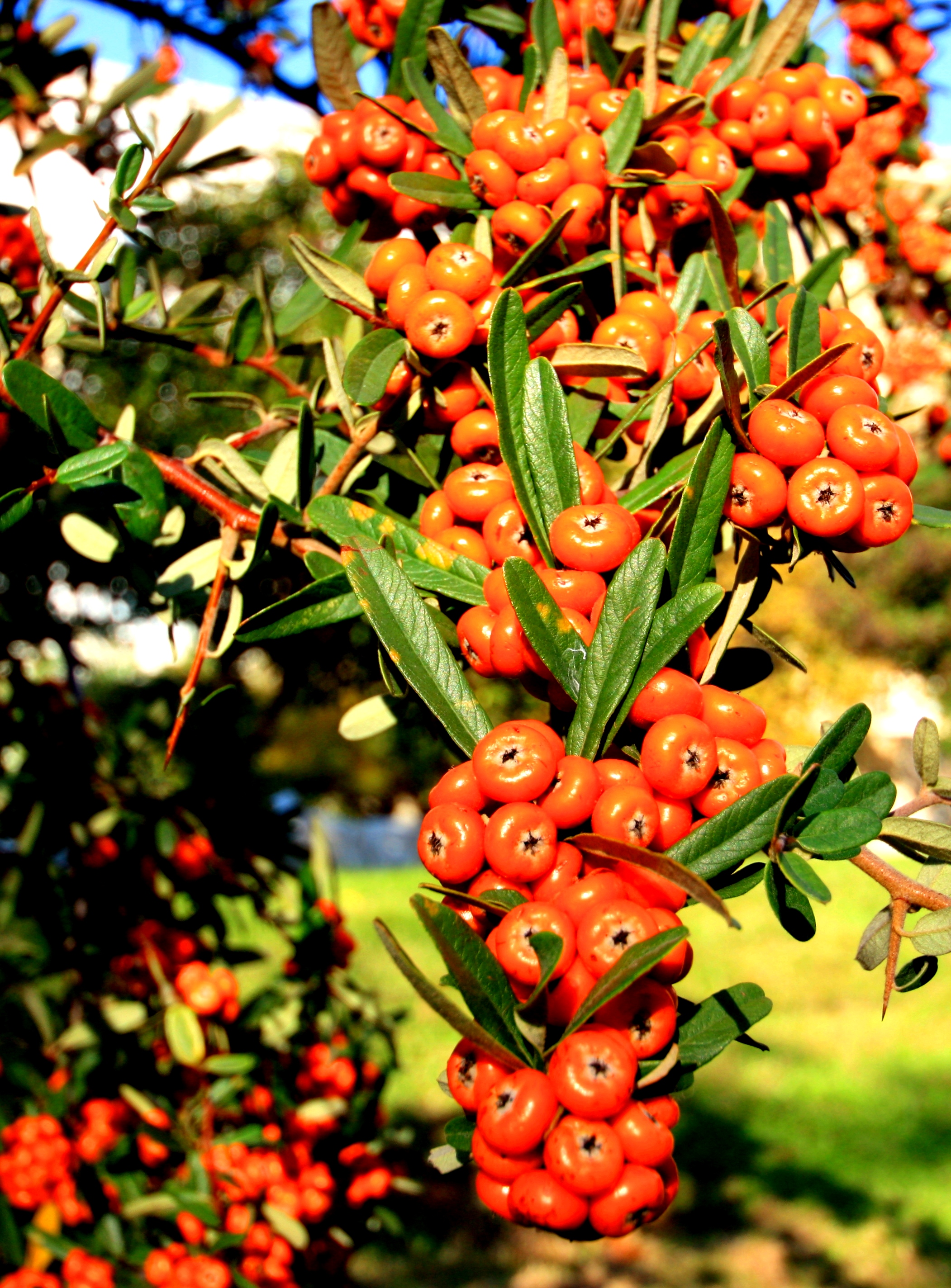 fruit for the Lilith