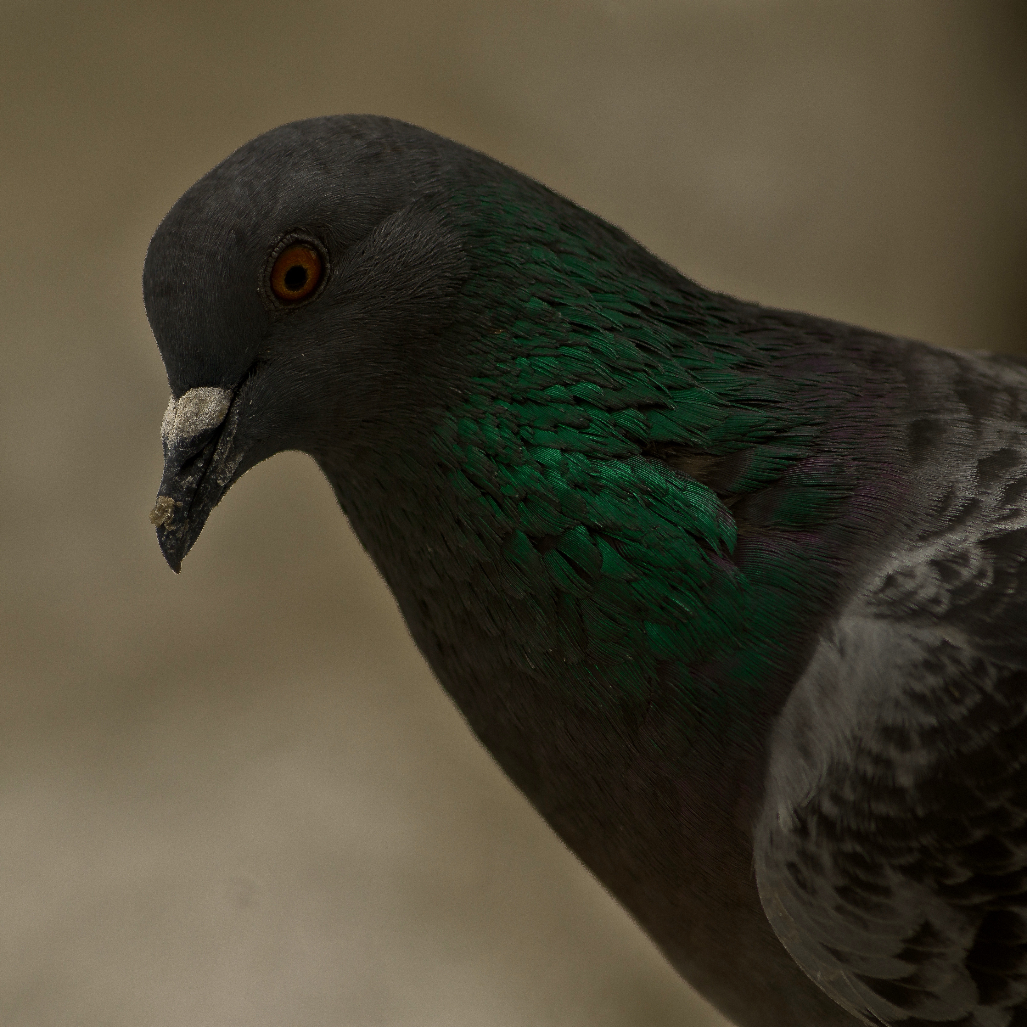 Portrait of a Pigeon