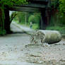 Basingstoke Bollard