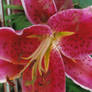 Macro Lily 1