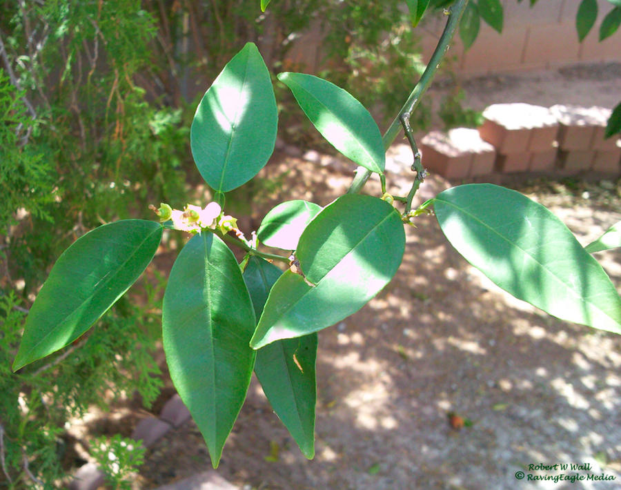 Citrus Leaves