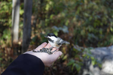 Diner on Sammy's hand