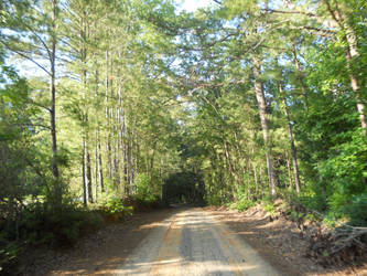 Tunnel of Trees