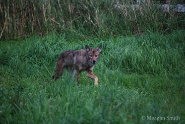 Cody the Coywolf II