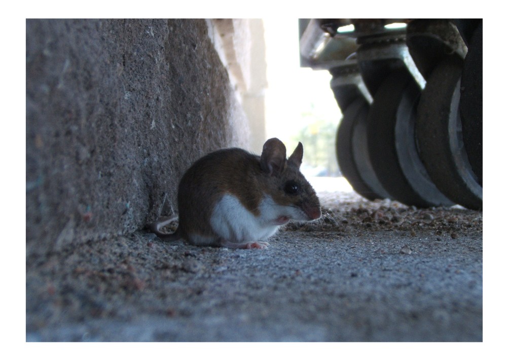 Deer Mouse