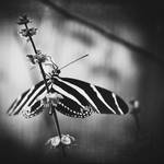 blackANDwhite Beauty by KrzysztofJedrzejak