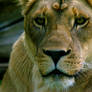 Lioness