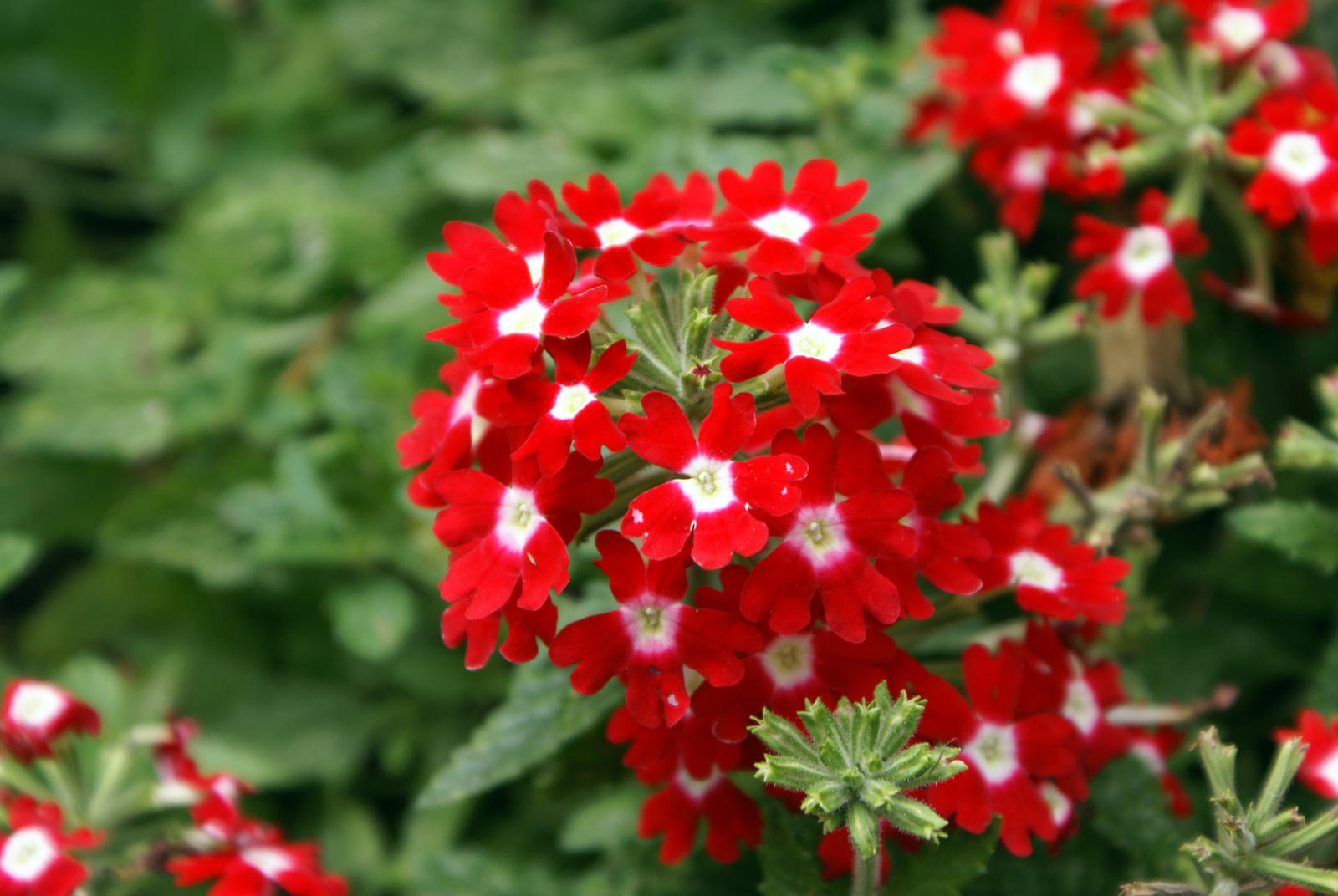 Red Flower Pom Pom