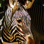 Zebra beauty