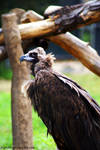 Eurasian Black Vulture by Riphath