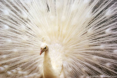 White flourish by Riphath