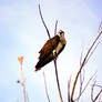 Osprey