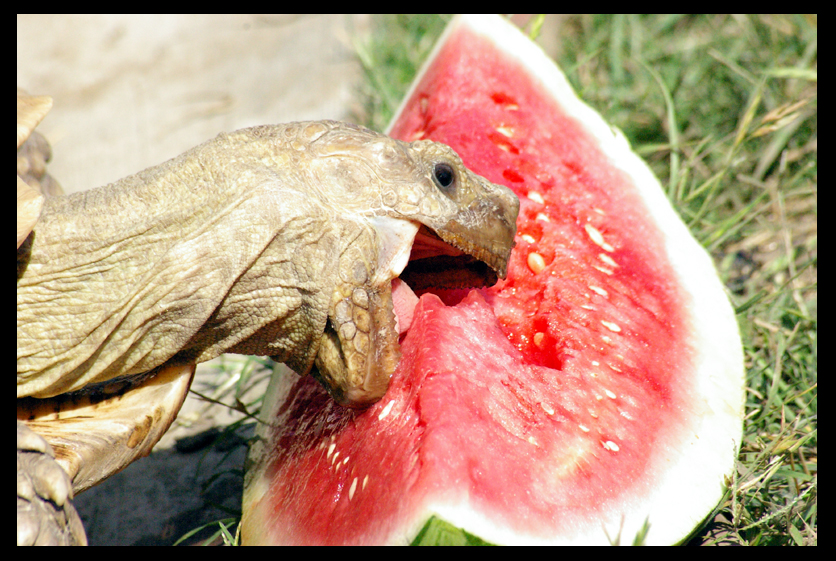 Summer Snack