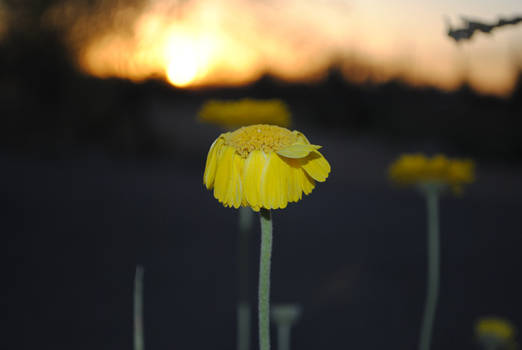 Sunsetting Daisy