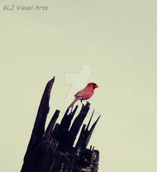 Lone Cardinal