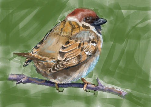 Sparrow