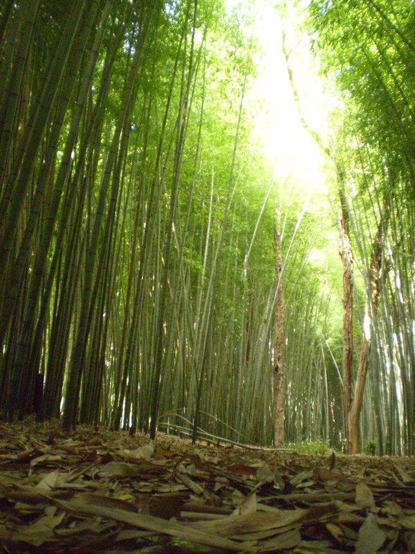 Bamboo Forest