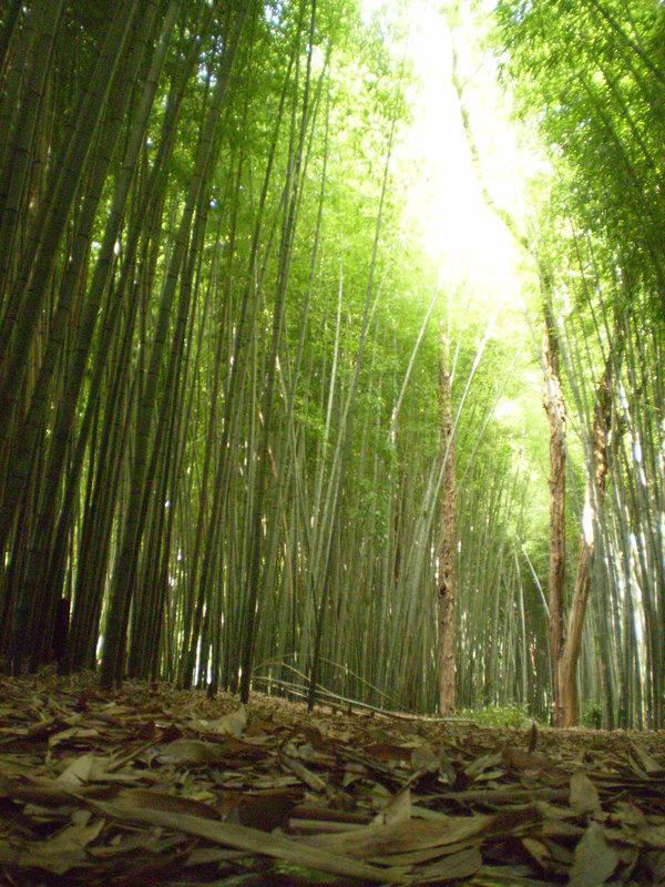 Bamboo Forest