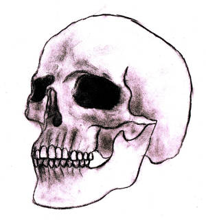 My Version - Human Skull