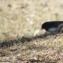 Finch in the shadows