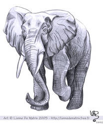 Elephant