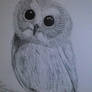 Cute Owl