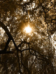 Light Through a Tree