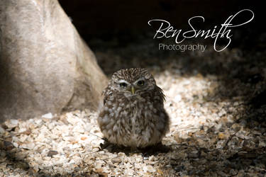Im A Cute Owl