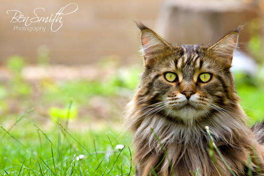 Maine Coon - Huge House Cat