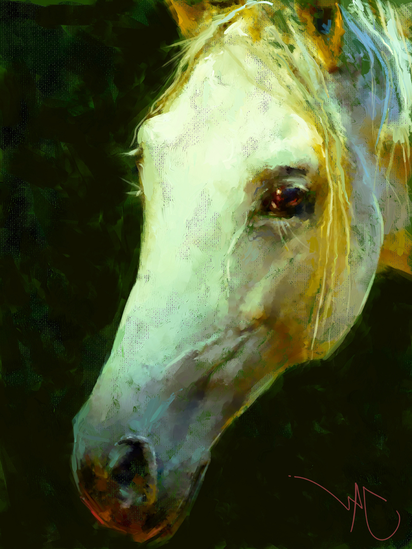 HORSE STUDY