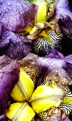 IRIS 5