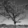 Desolated tree