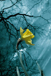 Daffodil In The Blue