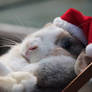 Santa's a Rabbit?