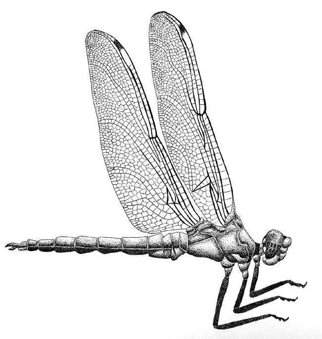 Libellula Comanche