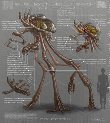 Jellyback Diagram