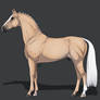 Pale Palomino warmblood stallion