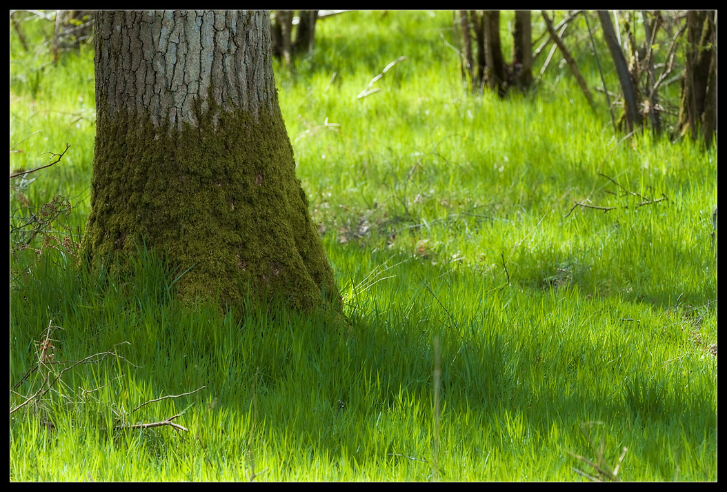 The Grass Under the Trees