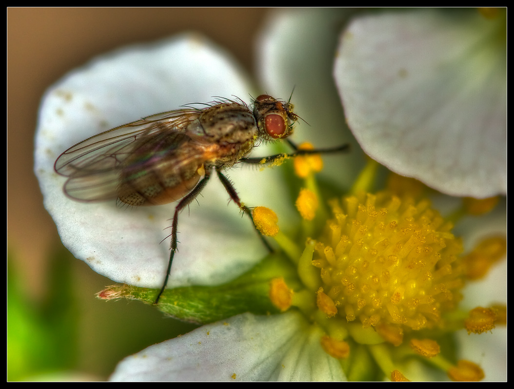 Waving Fly