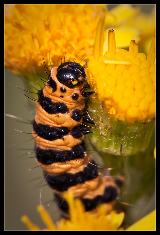 Cinnabar Caterpillar Eating