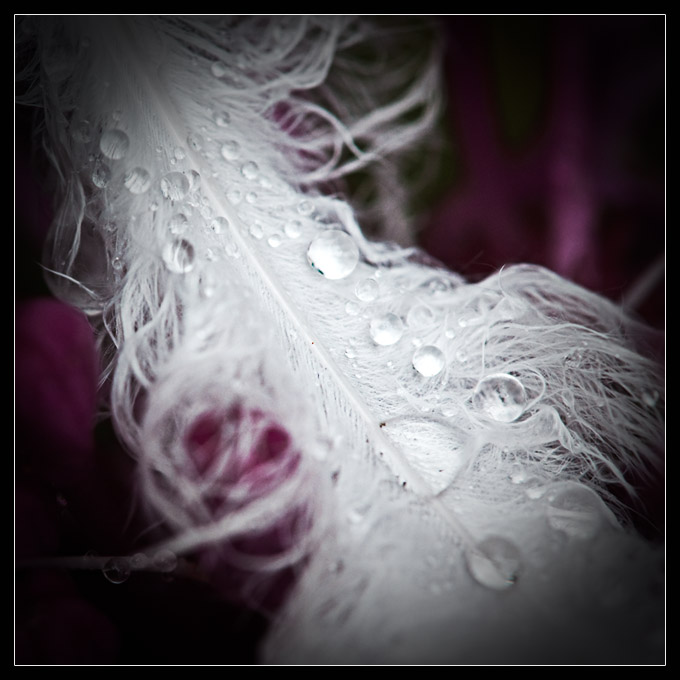 Sodden Feather